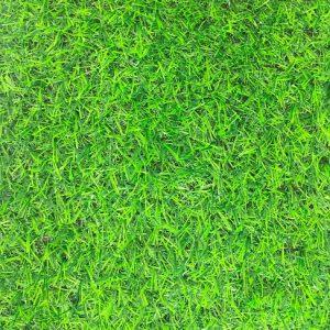 CỎ 2F TỐT / KHỔ CAO 2M